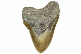 Serrated, Fossil Megalodon Tooth - North Carolina #309483-1